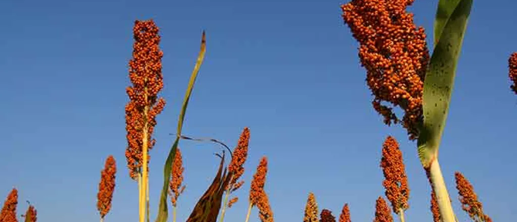 PROMO 64J1 Agriculture - Sorghum Millet - iStock - tanew_pix PROMO Agriculture - Sorghum Millet - iStock - tanew_pix